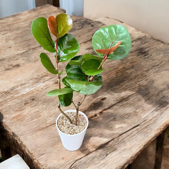 観葉植物 本物 【現品 】おススメ！ シーグレープ （別名