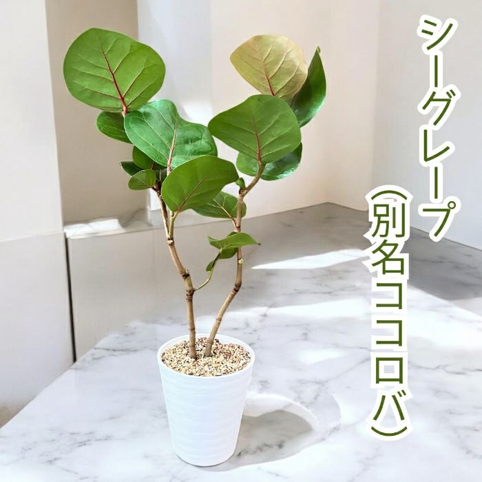 観葉植物現品販売