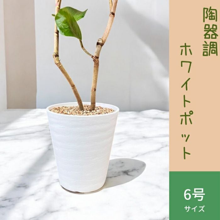 観葉植物現品販売