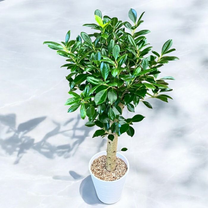 観葉植物 本物 NEW【現品】 直幹樹形 幹極太 ガジュマル 8号サイズ