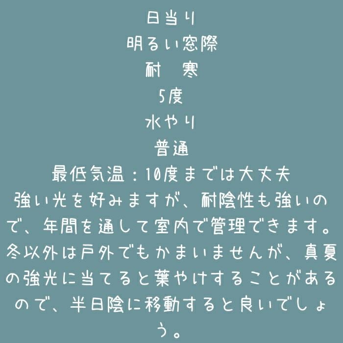 観葉植物現品販売