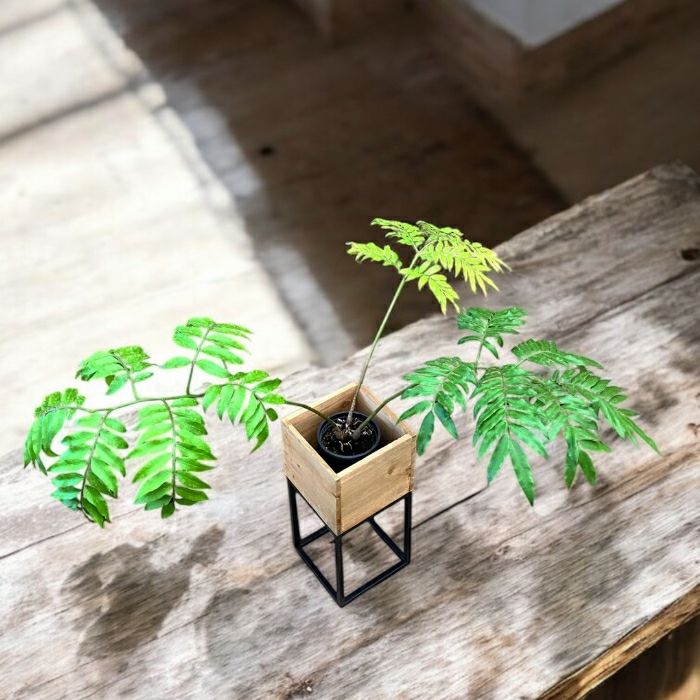 観葉植物現品販売