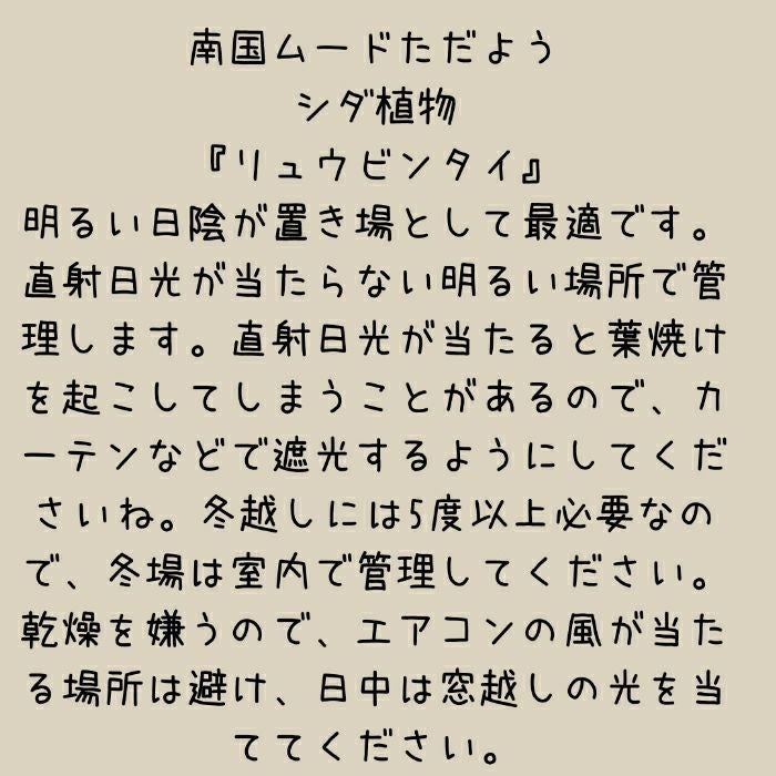 観葉植物現品販売