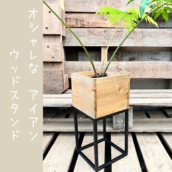 観葉植物現品販売