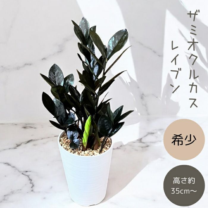 観葉植物現品販売