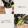 観葉植物現品販売