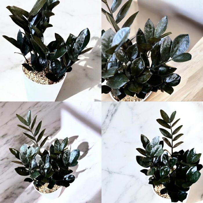 観葉植物現品販売