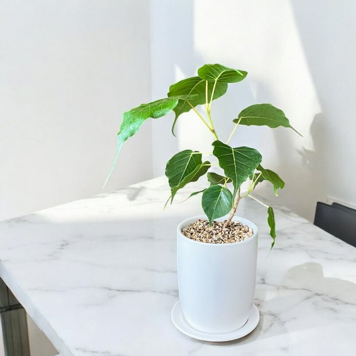 観葉植物現品販売