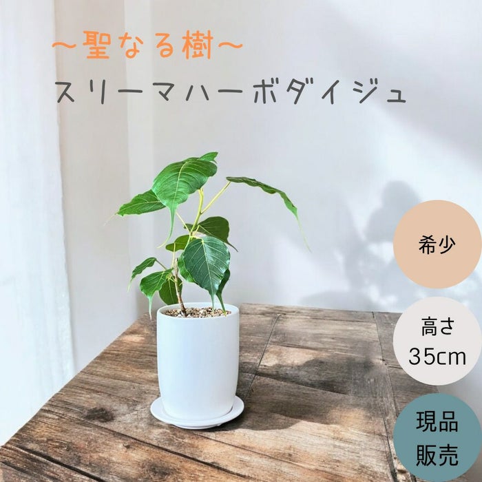 観葉植物現品販売