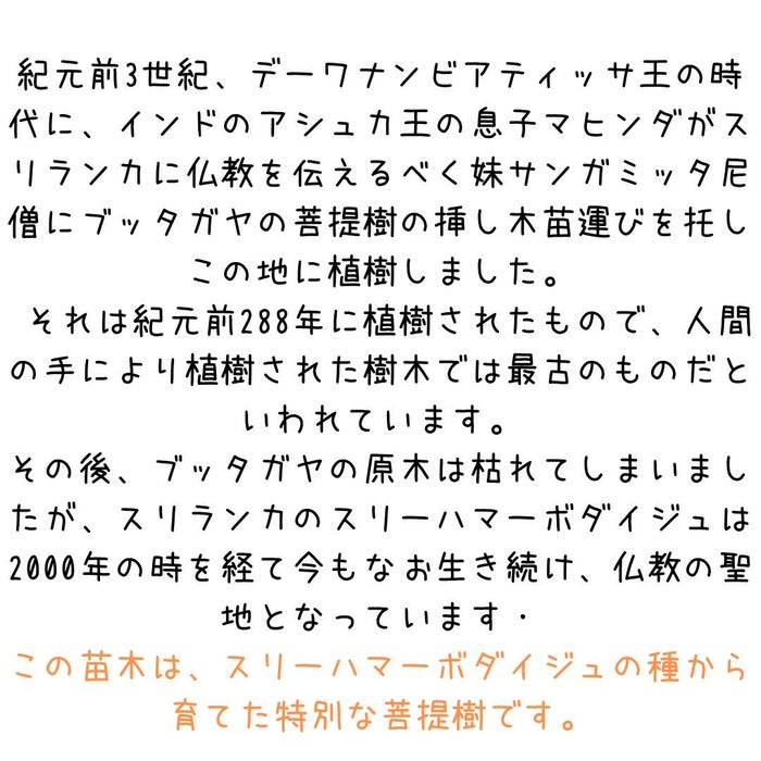 観葉植物現品販売