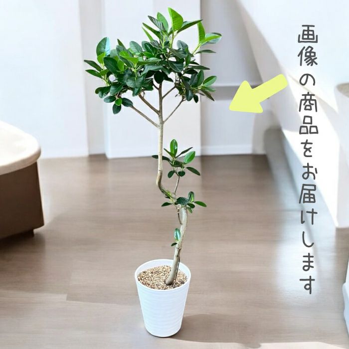 観葉植物現品販売