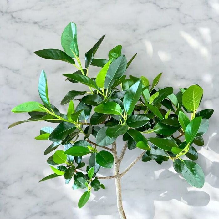 観葉植物現品販売