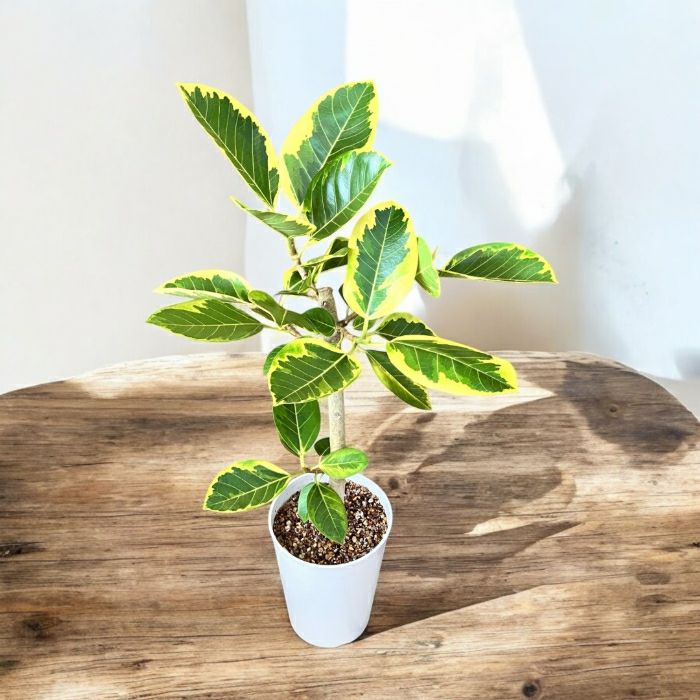 観葉植物 本物 ☆現品☆ フィカス アルテシマ 6号 ホワイトポット 新品