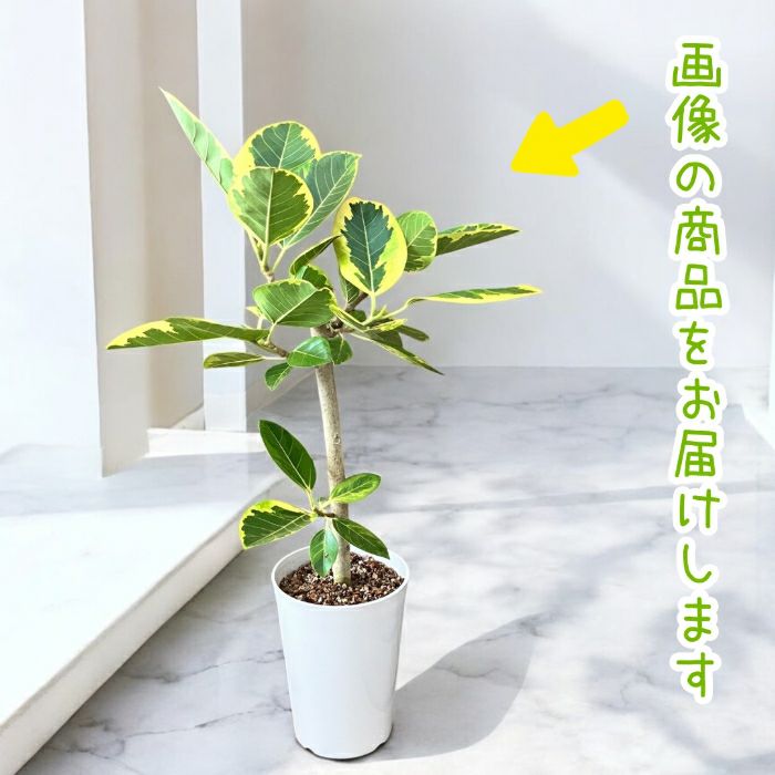 観葉植物現品販売