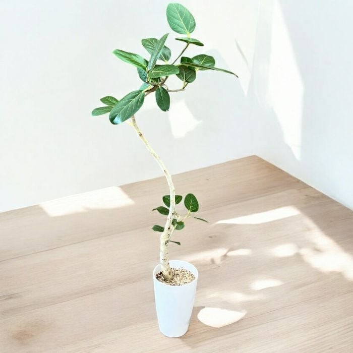 観葉植物現品販売