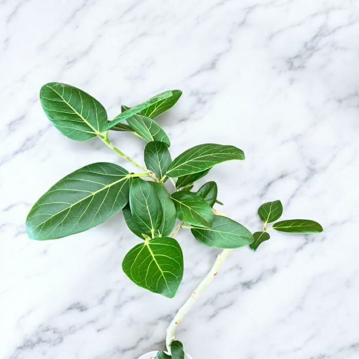 観葉植物現品販売