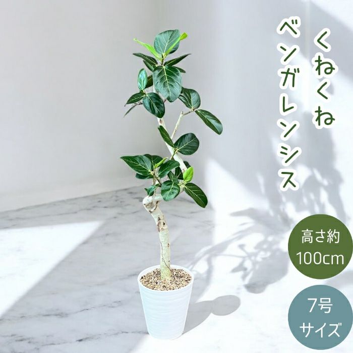 観葉植物現品販売