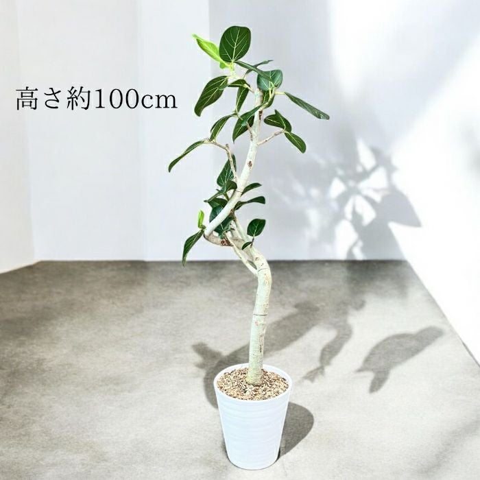 観葉植物現品販売