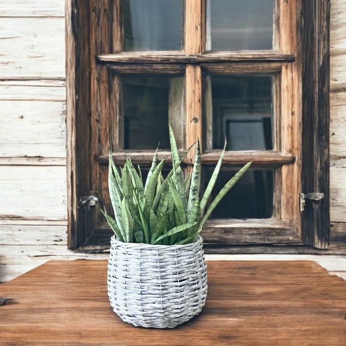 観葉植物現品販売