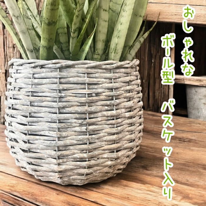 観葉植物現品販売