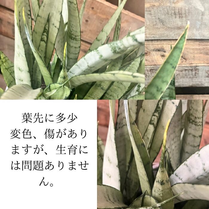 観葉植物現品販売