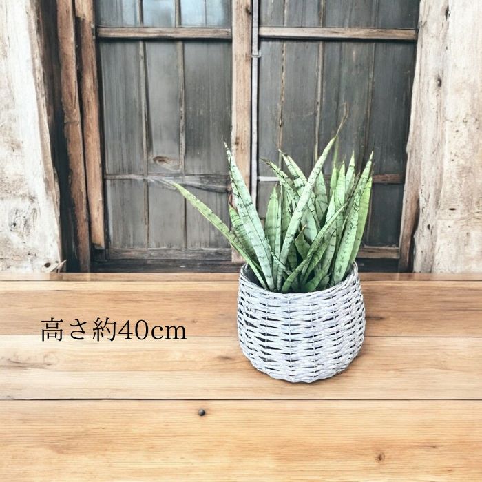 観葉植物現品販売