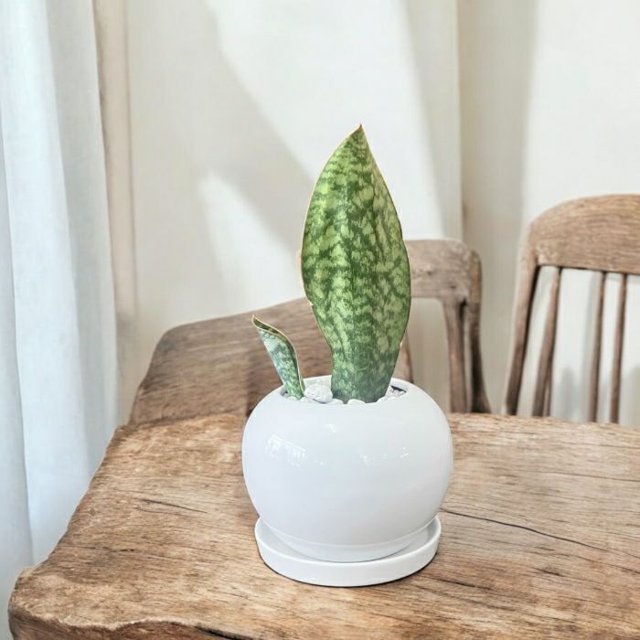 観葉植物現品販売