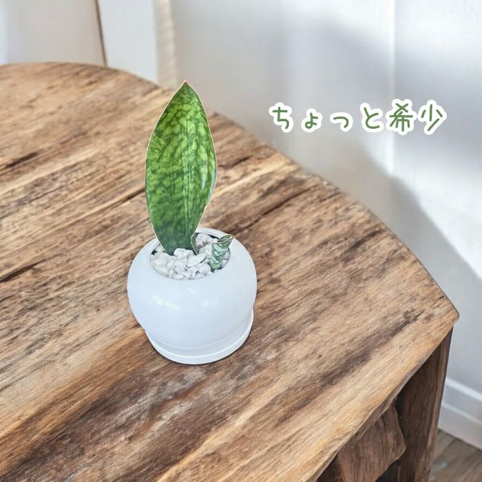 観葉植物現品販売