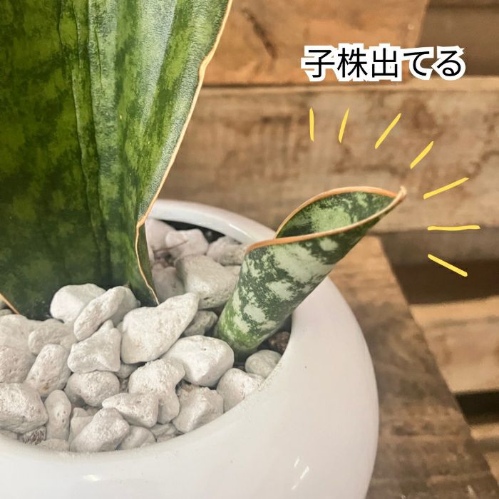 観葉植物現品販売
