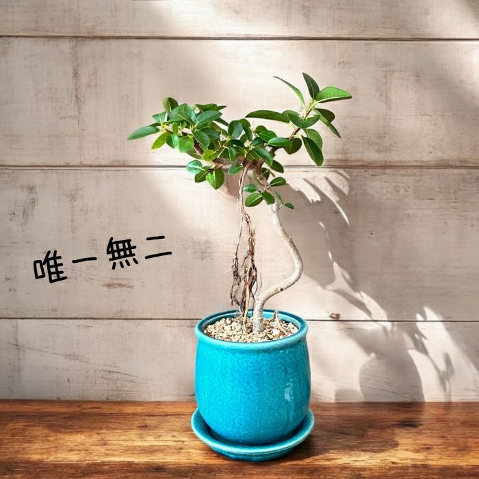 観葉植物現品販売