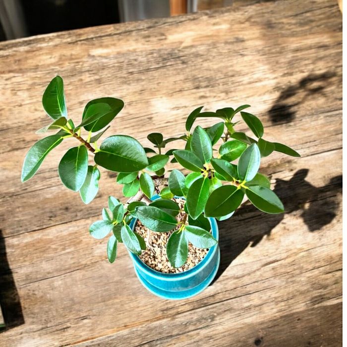 観葉植物現品販売