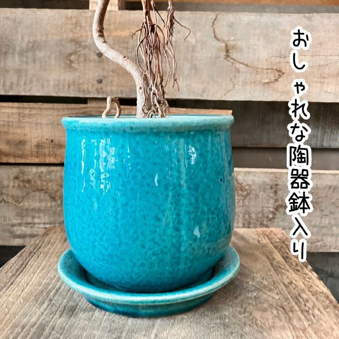 観葉植物現品販売