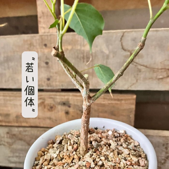 観葉植物現品販売