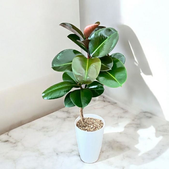 観葉植物現品販売