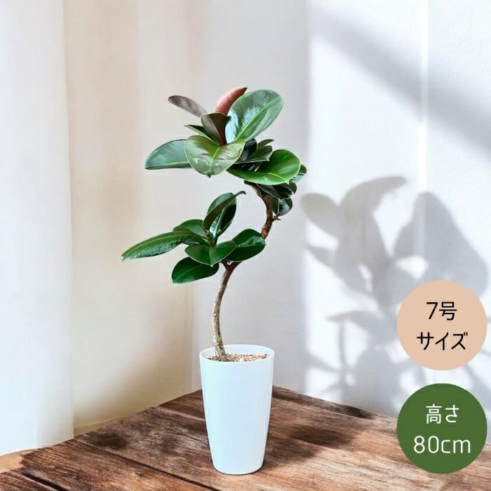 観葉植物現品販売