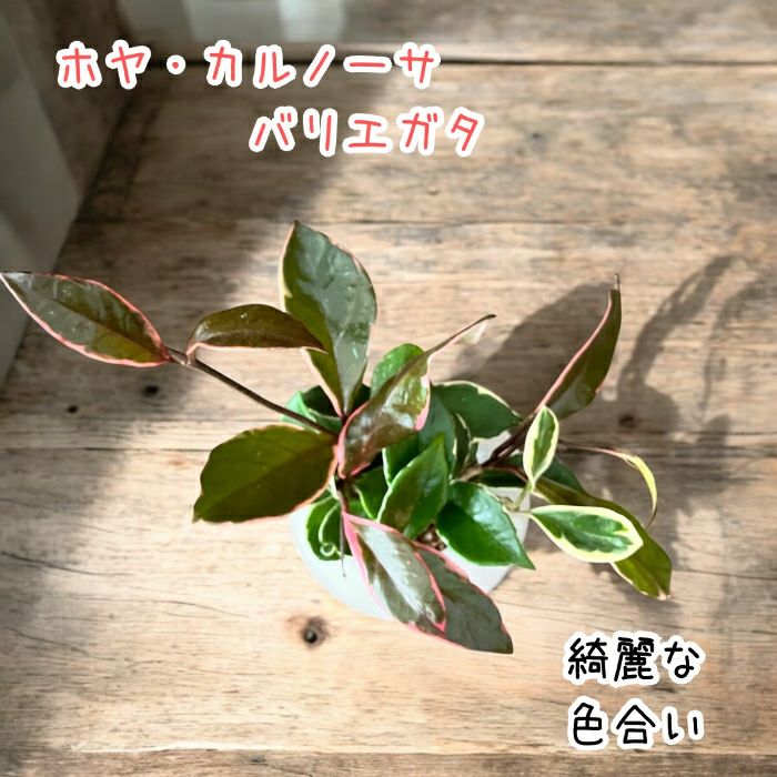 観葉植物現品販売