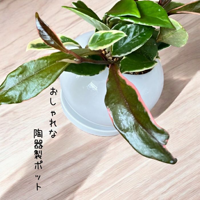観葉植物現品販売