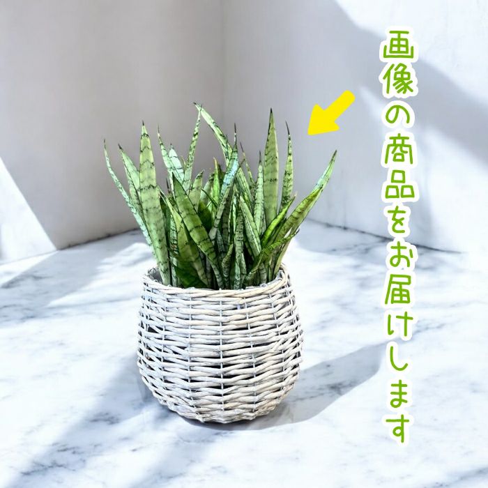 観葉植物現品販売