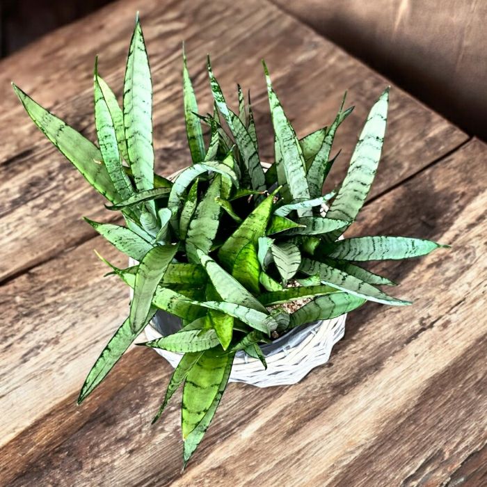 観葉植物現品販売