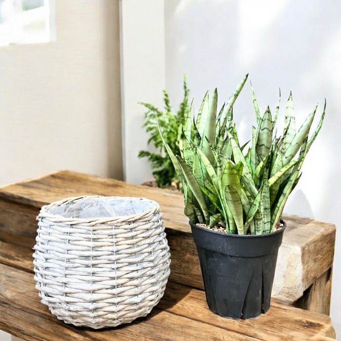 観葉植物現品販売