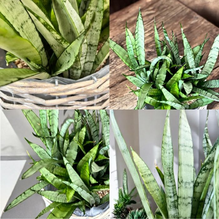 観葉植物現品販売