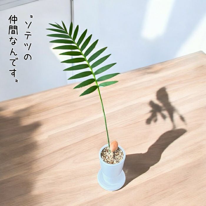 観葉植物現品販売