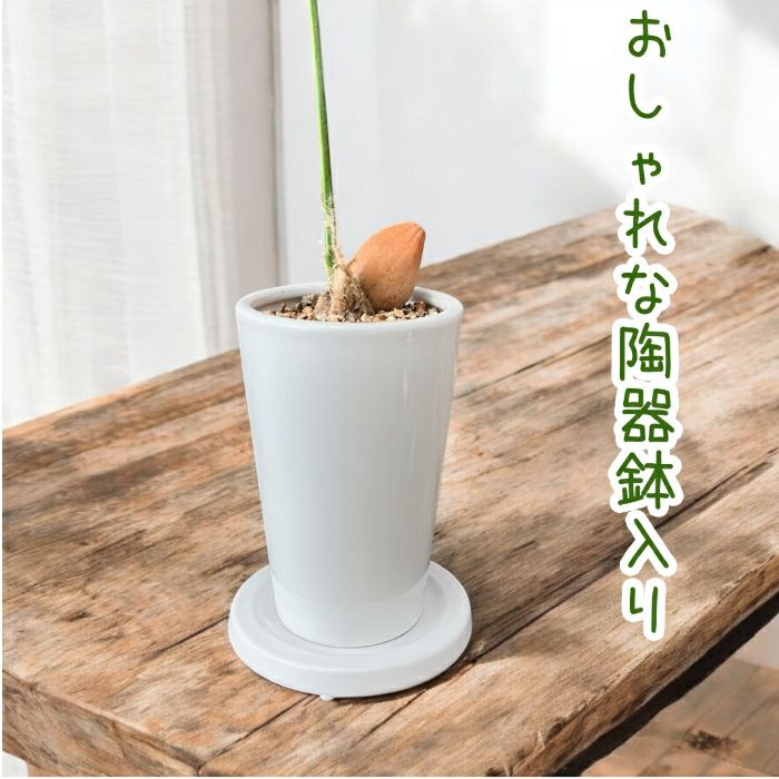 観葉植物現品販売