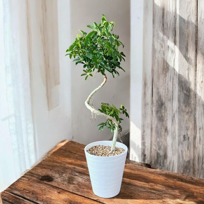 観葉植物現品販売