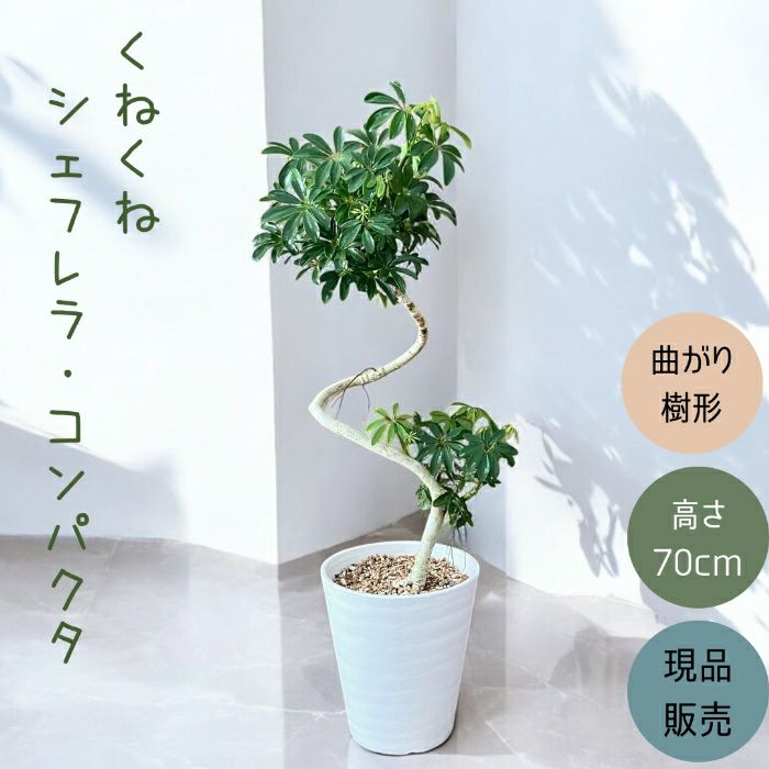観葉植物現品販売