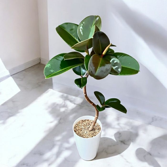 観葉植物現品販売