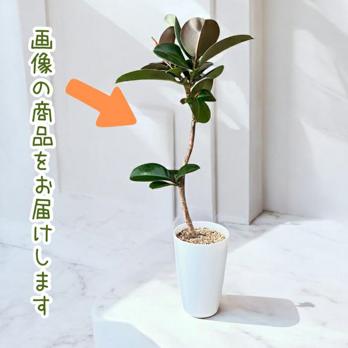 観葉植物現品販売