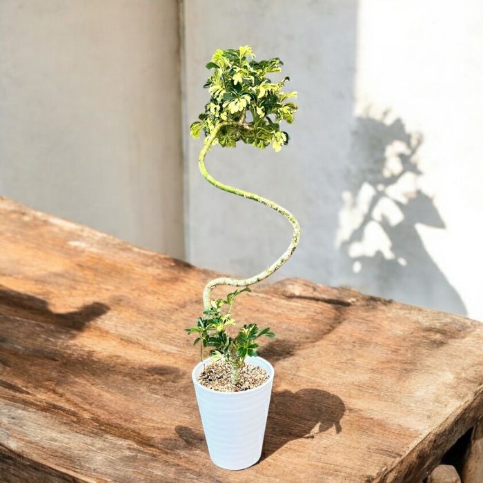 観葉植物現品販売