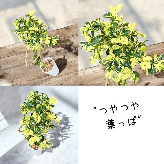 観葉植物現品販売