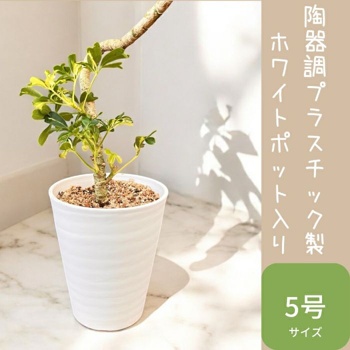 観葉植物現品販売